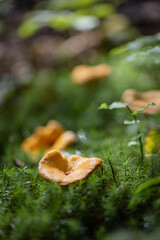 Grzybobranie w Tyliczu jesienią. Grzyby leśne. © rogozinski
