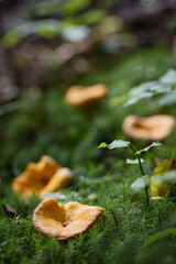 Grzybobranie w Tyliczu jesienią. Grzyby leśne. © rogozinski