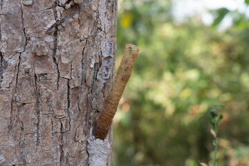 Wax Pipe of the Stingless Bees