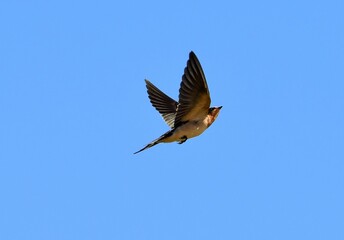 a  barn swallow in flight over a marsh on a sunny day in the quivira national wildlife refuge near stafford, in  south central kansas