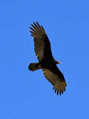 close up  of a turkey vulture in flight over a marsh on a sunny day in the quivira national wildlife refuge near stafford, in  south central kansas