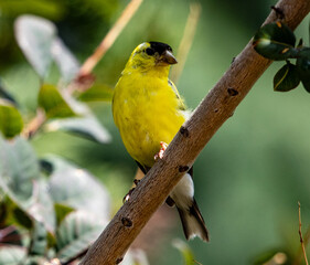 Male Yellow Goldfinch Perching on a Branch