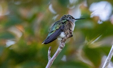hummingbird on a branch