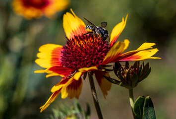 Fototapeta premium bee on a flower