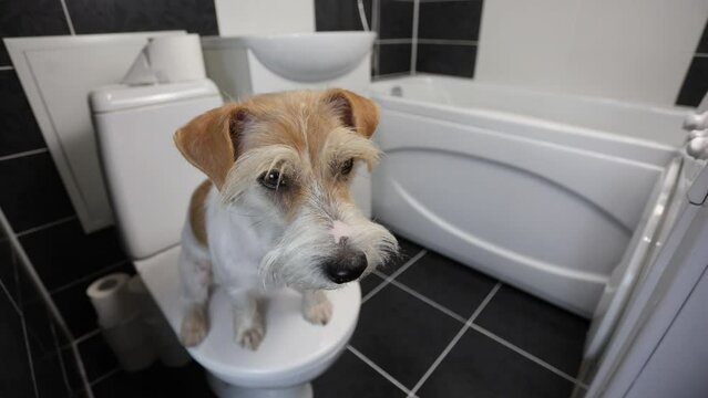 Dog on the toilet. Bathroom with Jack Russell Terrier. The pet poops.