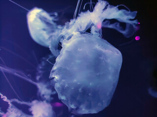 Big blue jellyfish background, marine photography, sea nature