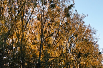 automne- les arbres avec différents couleurs