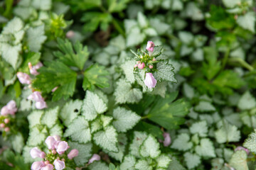 Spotted dead-nettle in bloom - Lamium maculatum