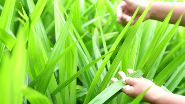 Gardeners collect fragrant pandanus leaves to use in cooking.
