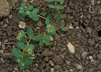 Graceful spurge. Golden spurge. Growing plant.