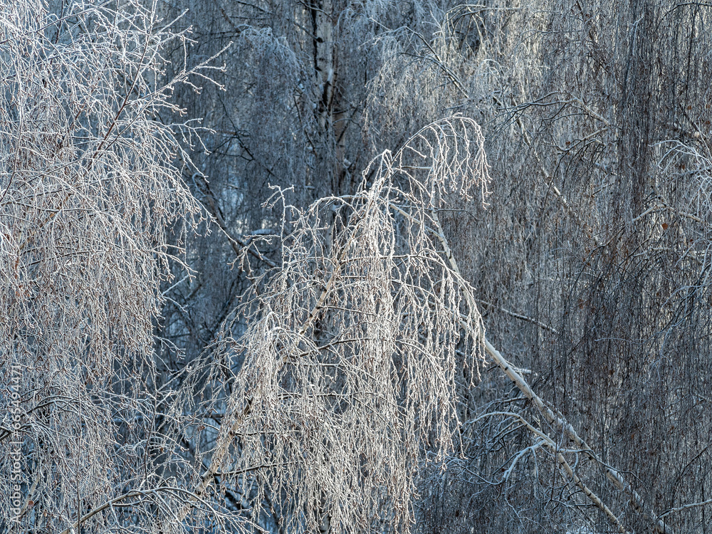 Wall mural frost in the forest. snowy birch branches and falling snow against sun at frozen winter sunny day. n