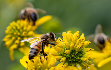 Honeybee on yellow flower