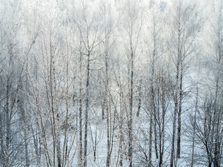 Frost in the forest. Snowy birch branches and falling snow against sun at frozen winter sunny day. Nature texture and background of beautiful winter forest.