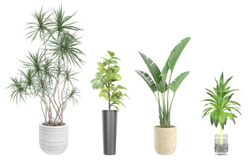 Collection of plants for interior design and photo insertions. Log, bamboo, monstera, palmetto plant.Collezione di piante per interior design e fotoinserimenti. Tronchetto, bamboo, monstera,palmetta. 