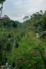 Fototapeta na wymiar Tegallalang Tranquility: Lush Green Rice Fields Under a Gentle Cloudy Sky