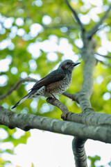 Brown-eared bulbul (Hypsipetes amaurotis)