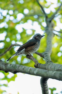 Brown-eared bulbul (Hypsipetes amaurotis)