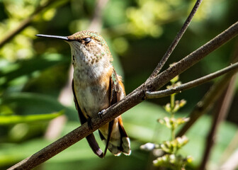 A hummingbird resting on a branch with it's little eyes closed