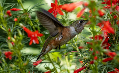hummingbird drinking nectar from a red trumpet flower
