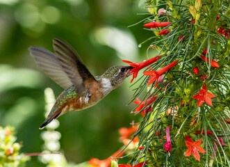 hummingbird in flight