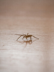 tibellus maritimus. a small spider on a wooden floor