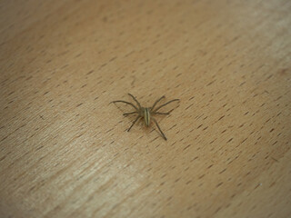 tibellus maritimus. a small spider on a wooden floor