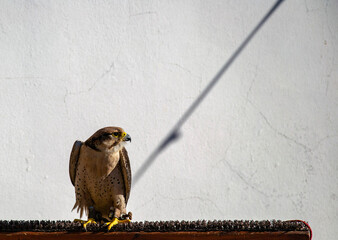 Tame falcon