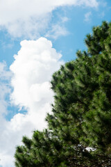 Obraz premium sky and pine tree