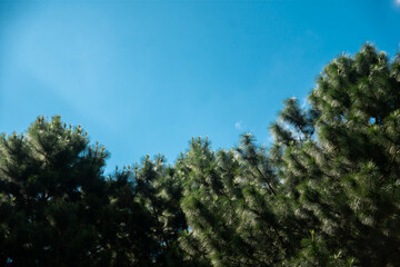 Obraz na płótnie Canvas pine forest and sky