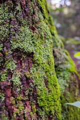 moss on tree bark