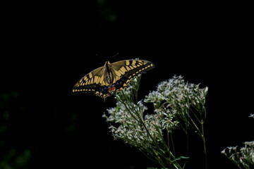 ヒヨドリバナの白い花にキアゲハ蝶