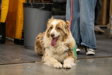 portrait of a dog in a garden and pet shop, dogs allowed in the store, dog friendly shop