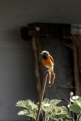 Collared redstart bird small cute with insect