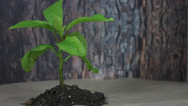 Little newborn sprout growing. Green plant growth. Small tree sapling close up. New life concept. Stop motion animation. Eco earth day. Kid germ grow out of ground. Botany seedling. Bark background.
