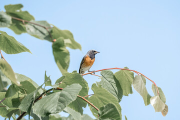 Collared redstart bird small cute with insect