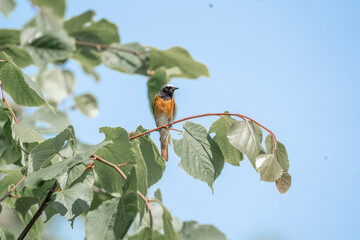 Collared redstart bird small cute with insect