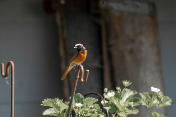Collared redstart bird small cute with insect