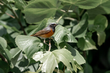 Collared redstart bird small cute with insect