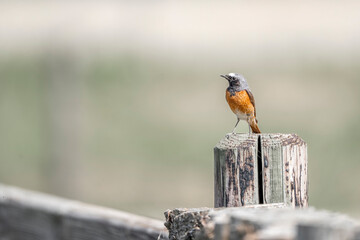 Collared redstart bird small cute with insect