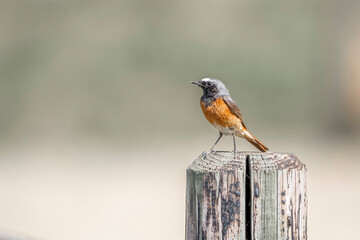 Collared redstart bird small cute with insect