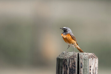 Collared redstart bird small cute with insect