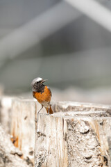 Collared redstart bird small cute funny