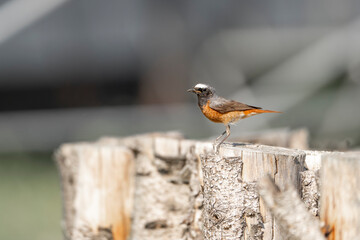 Collared redstart bird small cute with insect