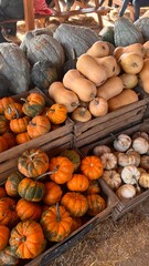 pumpkin basket