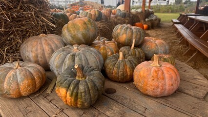 pumpkins and gourds