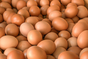 Chicken eggs are one of the basic needs of many people.