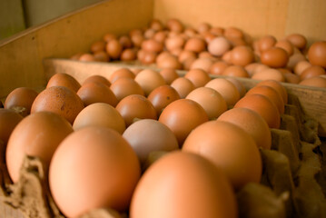 Chicken eggs are one of the basic needs of many people.