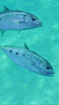 Vertical video, Close-up of two Jack fish swims above seabed, Slow motion. Pair of Yellowspotted trevally fish (Carangoides fulvoguttatus) swim over sandy bottom background on bright sunny day