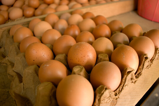 Chicken eggs are one of the basic needs of many people.