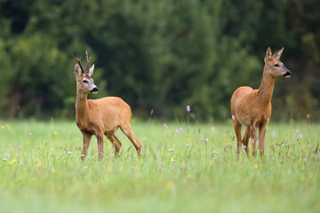 Buck deer with roe deer in a clearing

